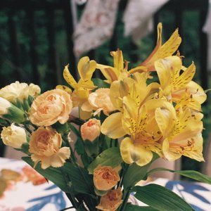 Meet your Posher, Rosa